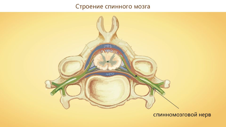 Методы исследования спинного мозга презентация