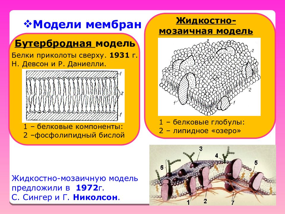 Модели мембран. Модель мембраны Даниели Даусона. Бутербродная модель строения биологической мембраны. Жидкостно-мозаичная модель Ленарда-Сингера. Биологические мембраны модели строения биологических мембран.