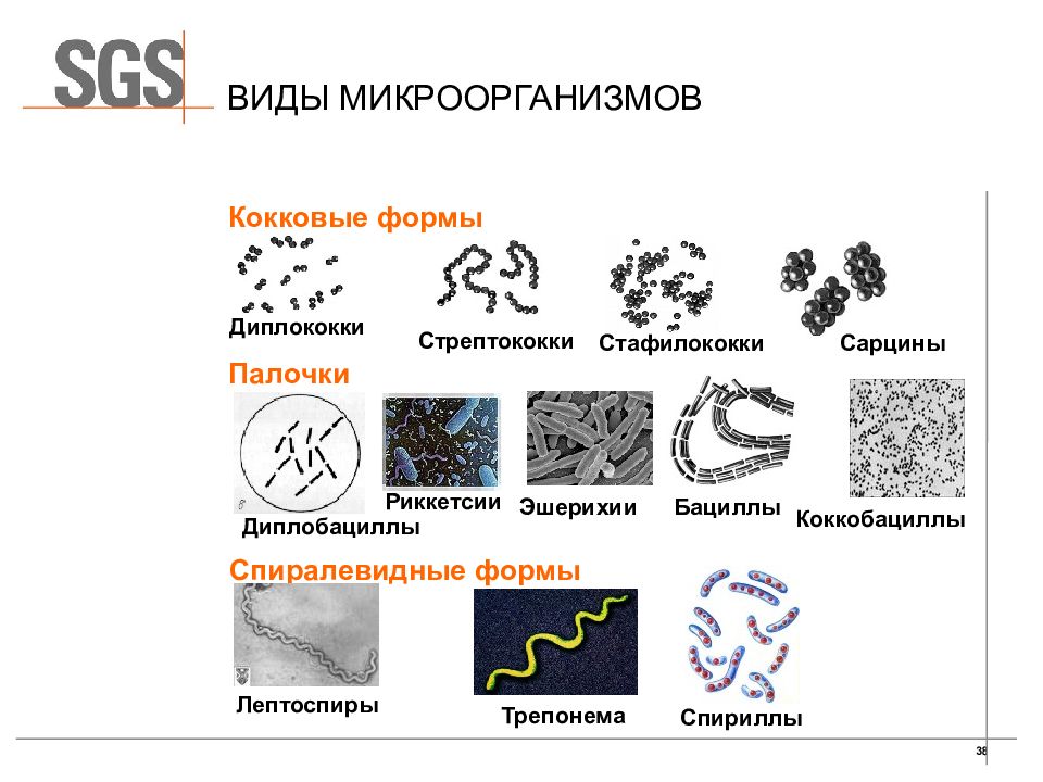 Типы микроорганизмов. Стафилококки стрептококки диплококки сарцины. Форма бактерий вид сбоку. Форма микроорганизмов диплококки. Форма бактерий стрептококки диплококки стафилококки.