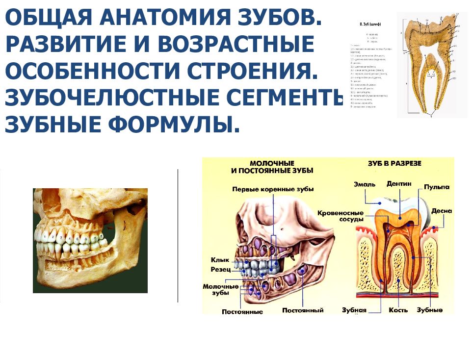 Возрастные изменения зубов презентация