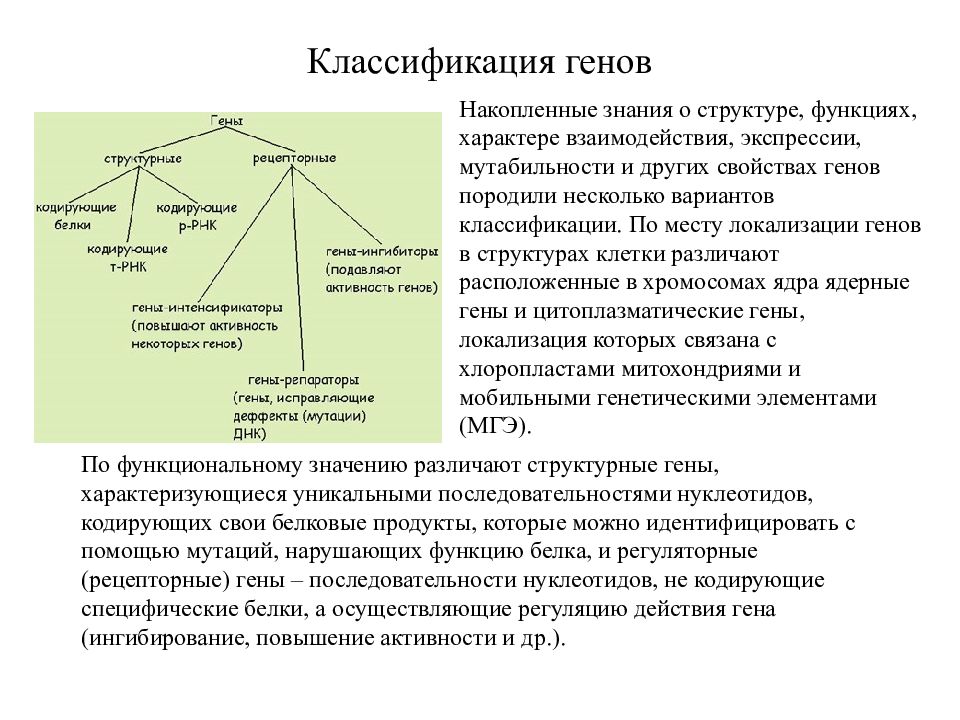 Виды генов. Структурные и функциональные гены. Структурно функциональная классификация генов. Структурная схема классификации генов. Классификация генов: структурные и регуляторные.