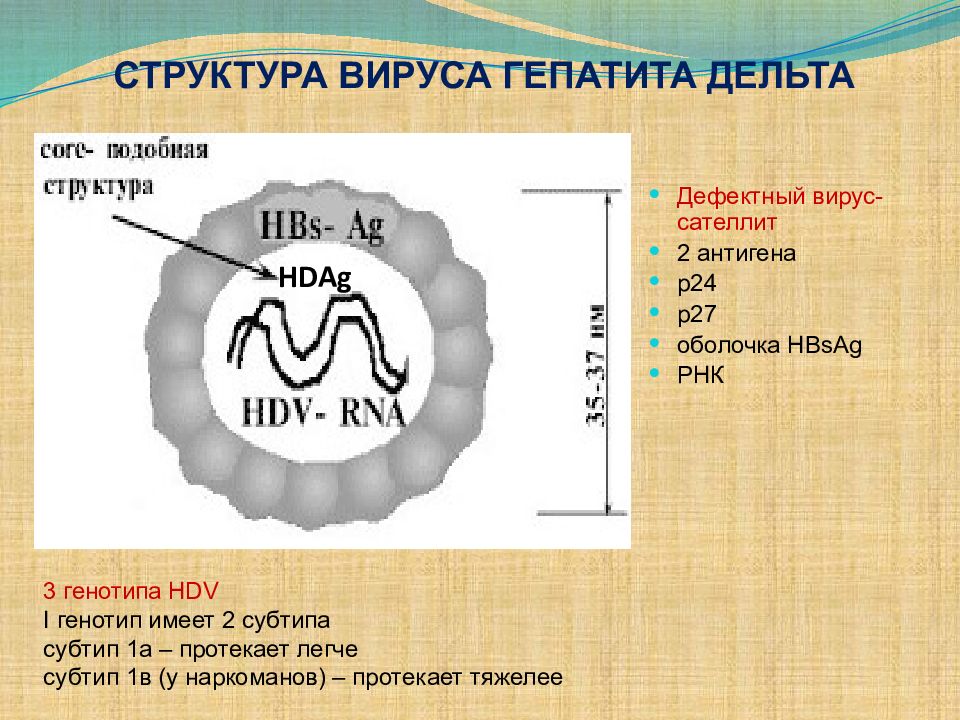 Презентация гепатит с у детей