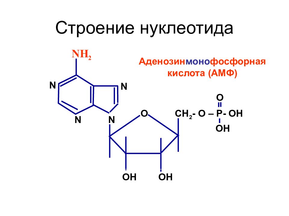 Модель нуклеотида. Строение нуклеотида формула. Формула нуклеотида 5 амф. Структурная формула аденозин 5 монофосфат. Строение аденозина 5 моноыосфата.