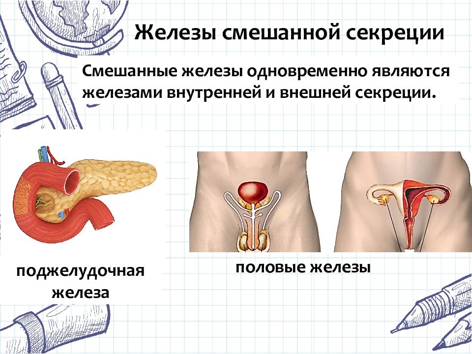 Вместе являться. Половые железы. Половые железы секреция. Половые железы внутренней секреции. Половые железы являются железами смешанной секреции..