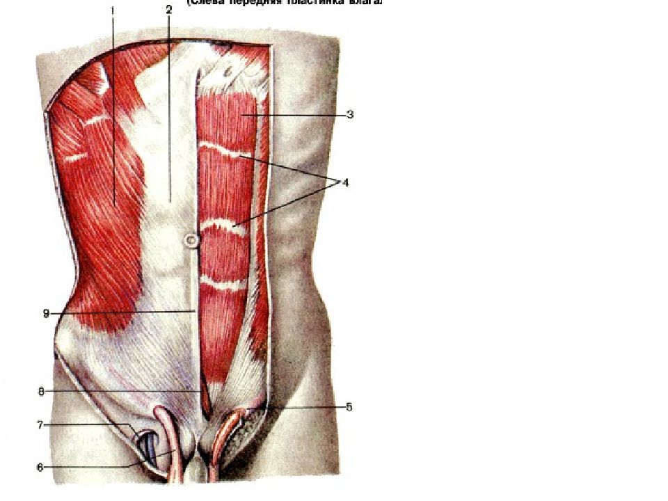Толстая брюшная стенка. Передняя брюшная стенка живота топографическая анатомия. Мышцы брюшной стенки живота. Мышцы брюшной стенки топографическая анатомия. Мышцы передней брюшной стенки топографическая анатомия.
