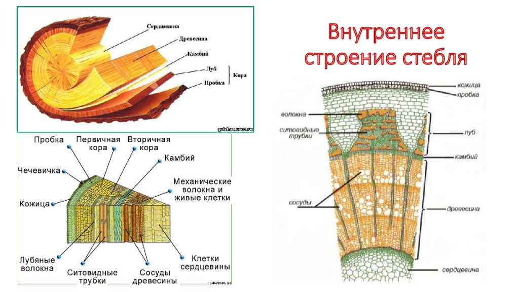 Схема среза стебля растения