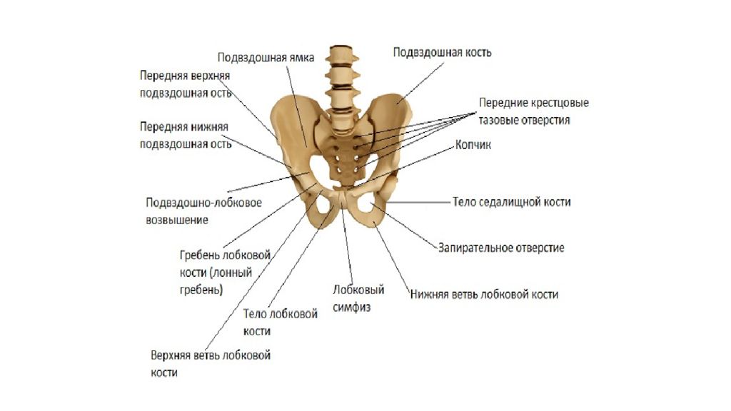 Лобковая область мужчины. Подвздошный гребень анатомия. Гребень подвздошной кости анатомия. Передняя верхняя подвздошная ость. Верхняя подвздошная ость.