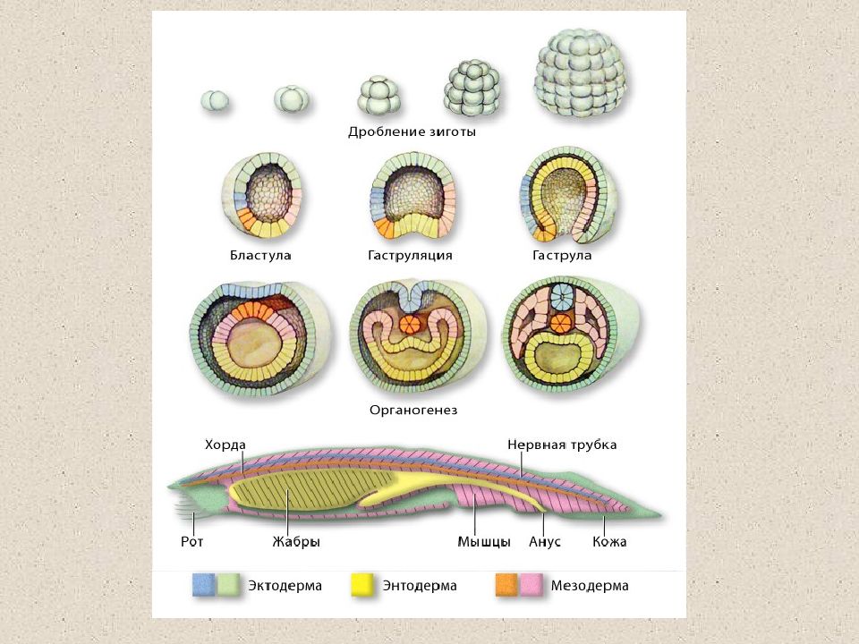 Схема эмбриогенеза ланцетника название какой его стадии. Стадии эмбрионального развития ланцетника бластула. Стадии эмбрионального развития ланцетника. Онтогенез бластула гаструла. Стадия эмбриогенеза ланцетника 3 стадия.