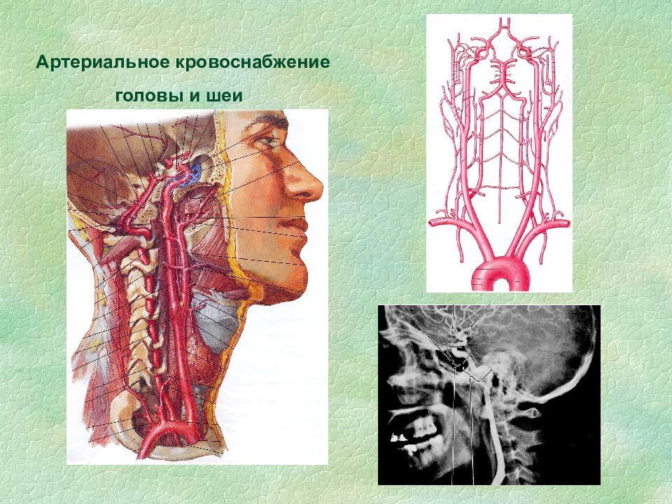 Артерии головы и шеи картинки