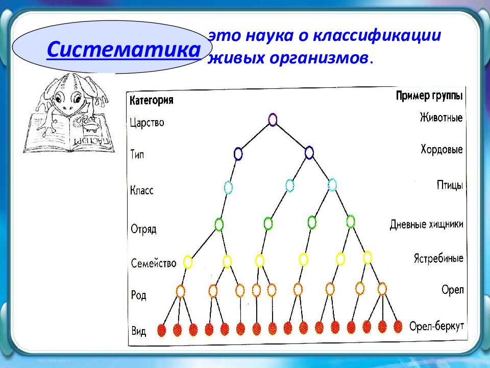 Схема классификация организмов