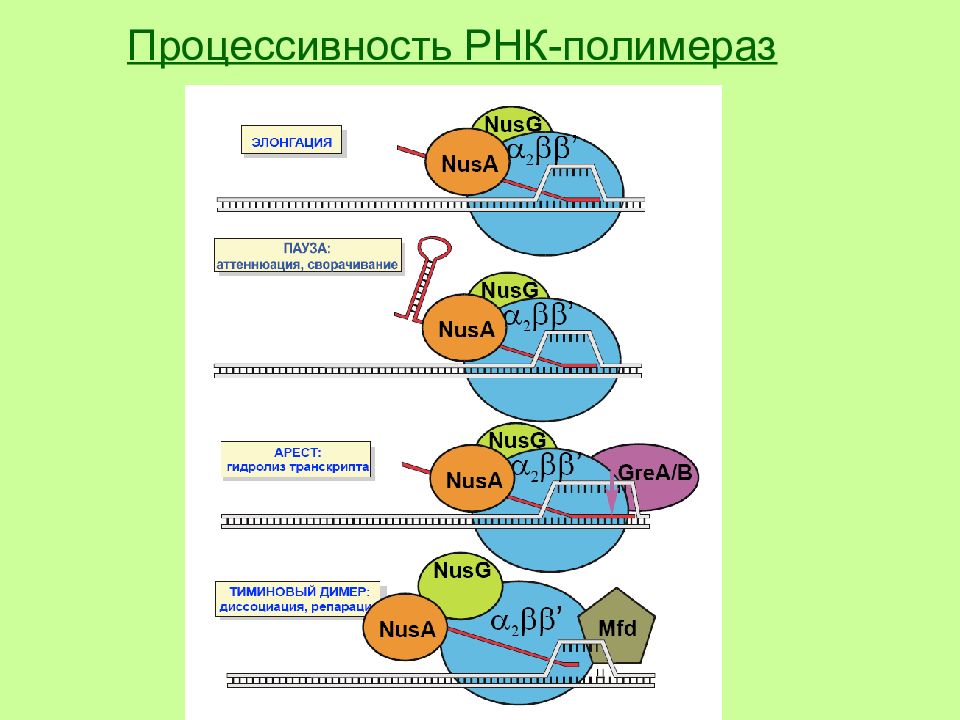 Элонгация и терминация транскрипции. Транскрипция у прокариот инициация элонгация терминация. Терминация транскрипции у прокариот. РНК полимераза.