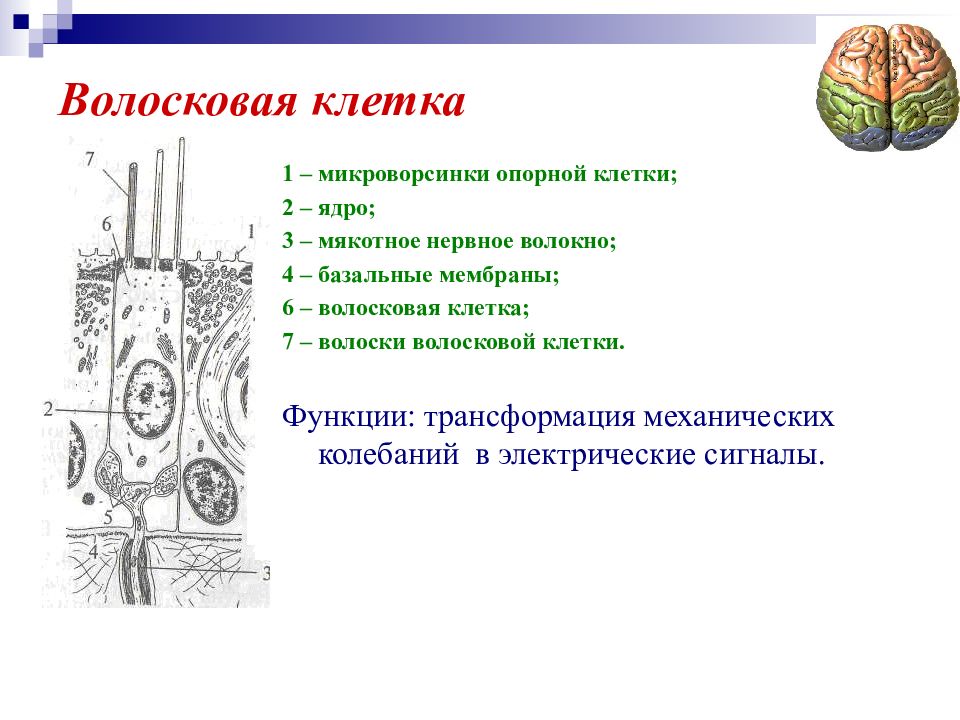 Презентация гностические слуховые расстройства