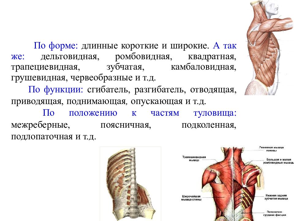 Фасции дельтовидной области. Слои дельтовидной области топографическая анатомия. Мышцы сгибатели туловища. Введение в мышечную систему.