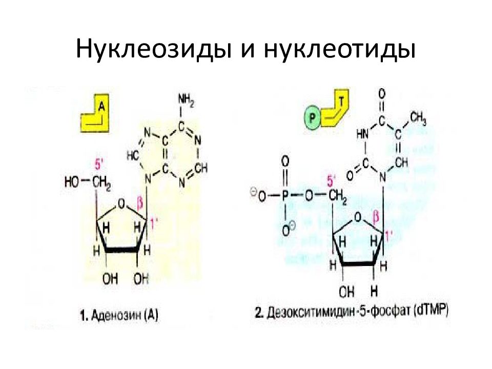 Белки нуклеотиды. Формулы нуклеозидов 3-дезокситимидина. Структура нуклеозидов и нуклеотидов. Фосфорилирование нуклеозидов. Дезокситимидин 5 монофосфат.