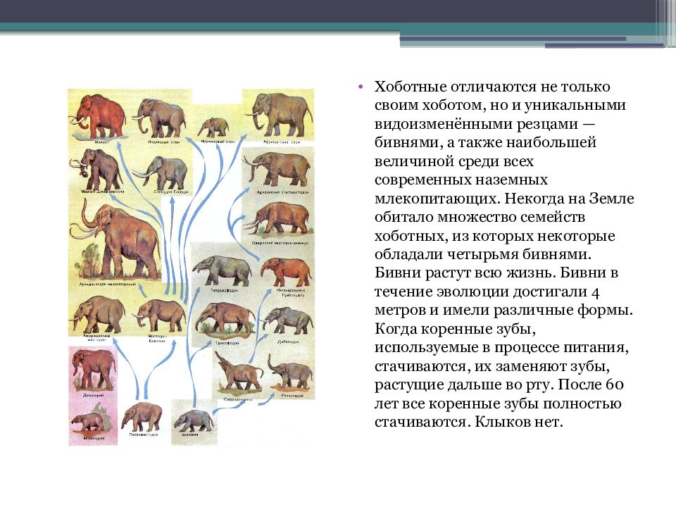 Высшие плацентарные звери презентация