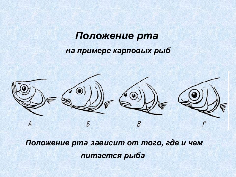 Виды ртов рыб. Типы рта у рыб. Положение рта у рыб. Типы расположения рта у рыб. Положение рта на примере карповых рыб.