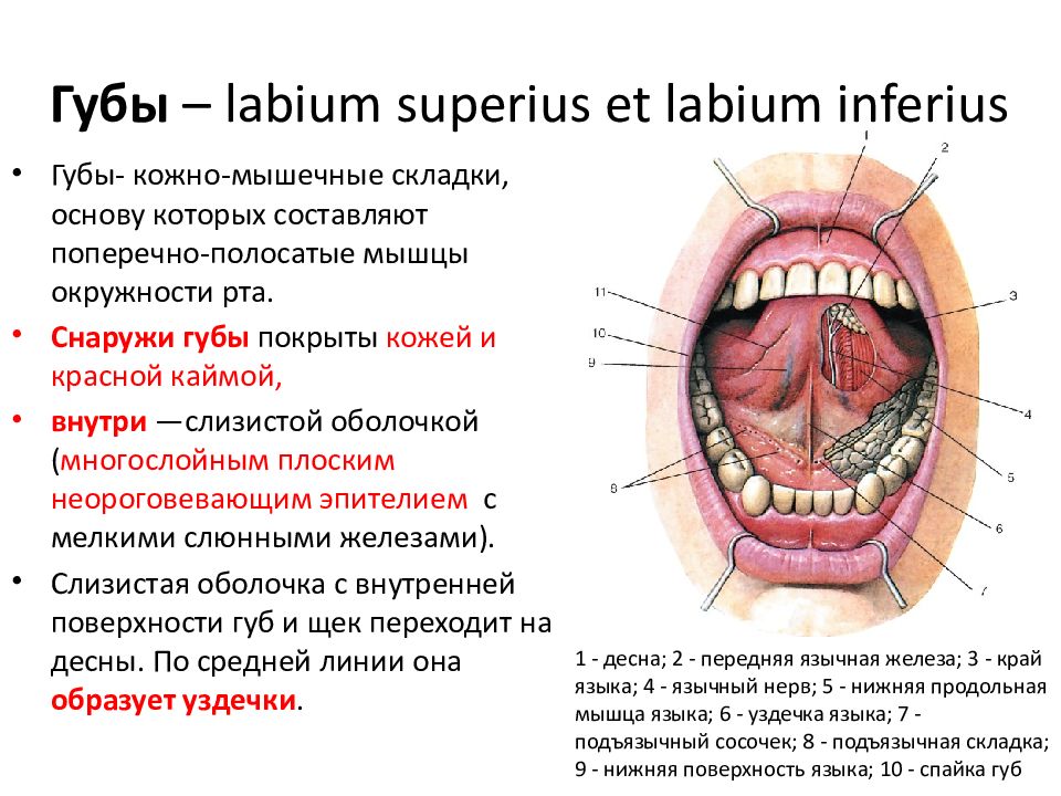 Нижняя поверхность