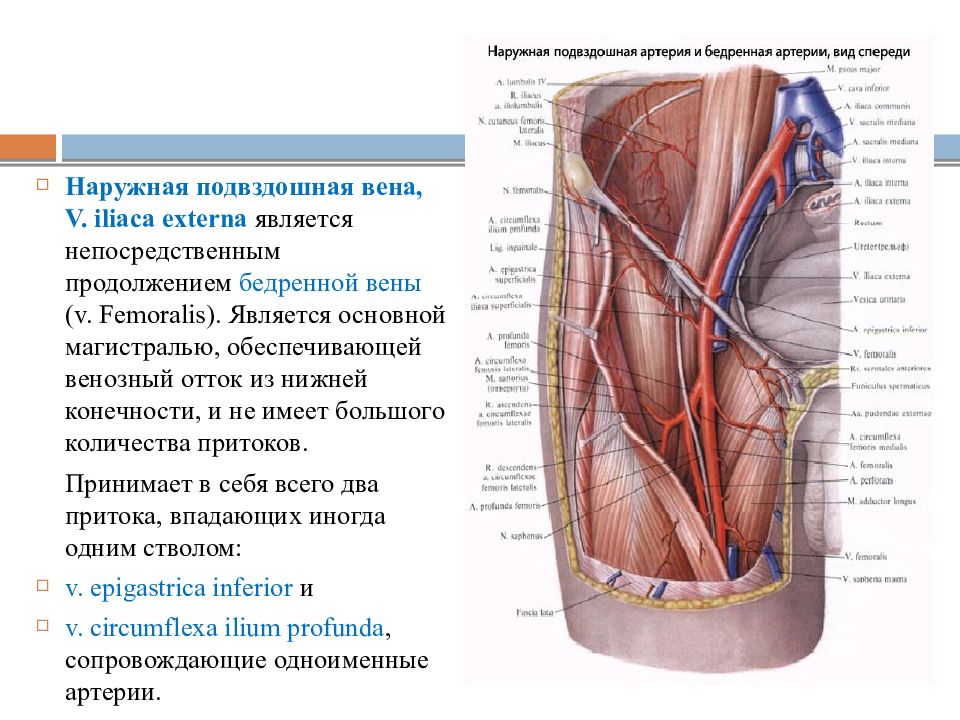 Бедренная Артерия Где Находится У Мужчин Фото