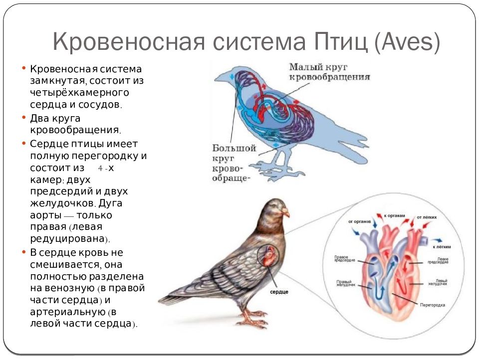 Схема строения кровеносной системы птиц