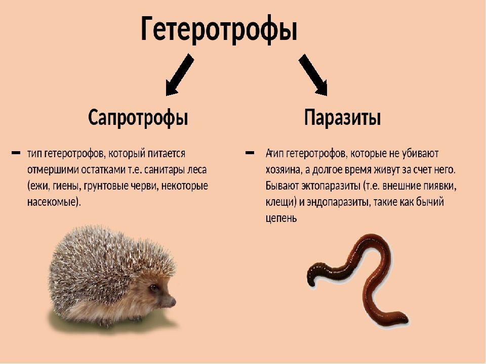 Презентация на тему физиология бактерий