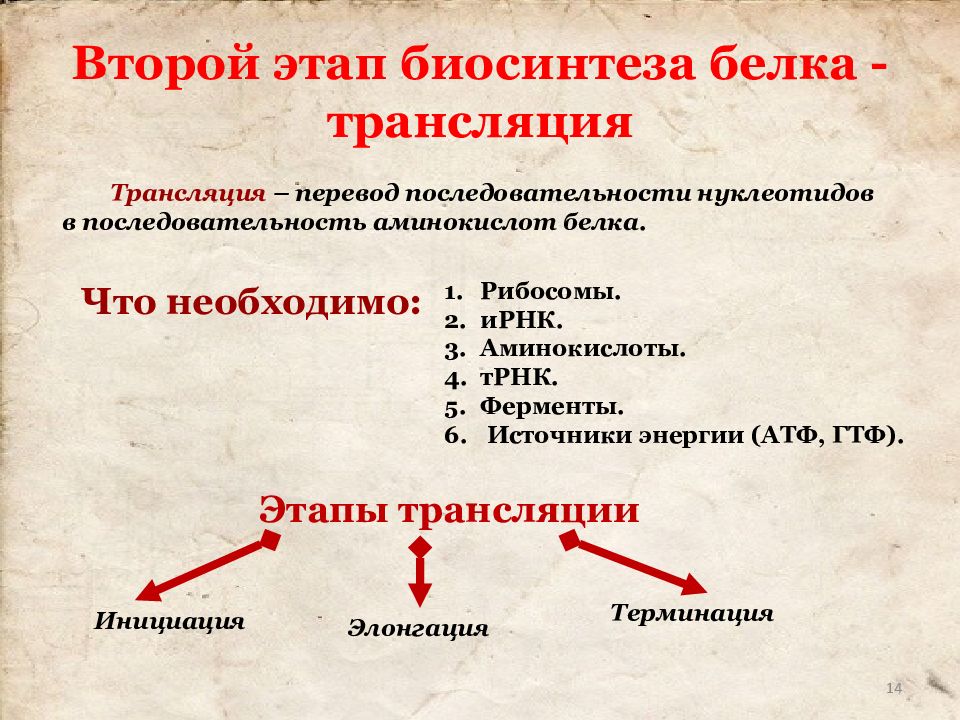 Презентация на тему биосинтез белка