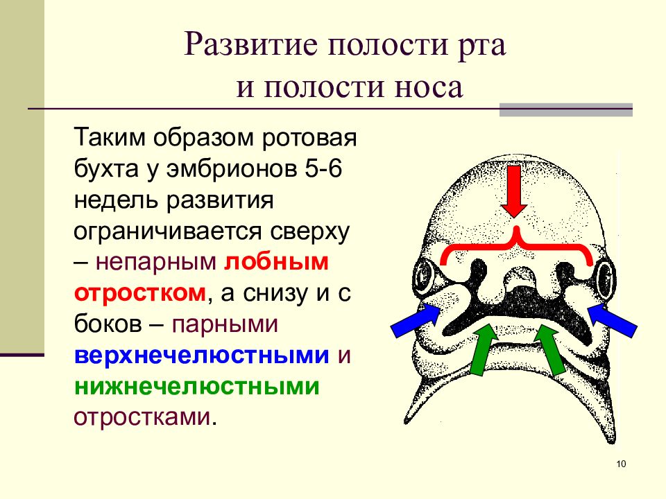 6 полость. Эмбриогенез ротовой полости и развития лицо. Развитие ротовой полости. Развитие ротовой полости анатомия. Источники эмбрионального развития ротовой полости.