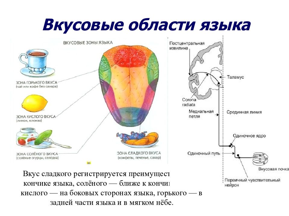 Какой вкус воспринимает зона языка. Вкусовой анализатор физиология. Вкусовой анализатор схема. Строение вкусового анализатора схема. Схема расположения вкусовых рецепторов на языке.