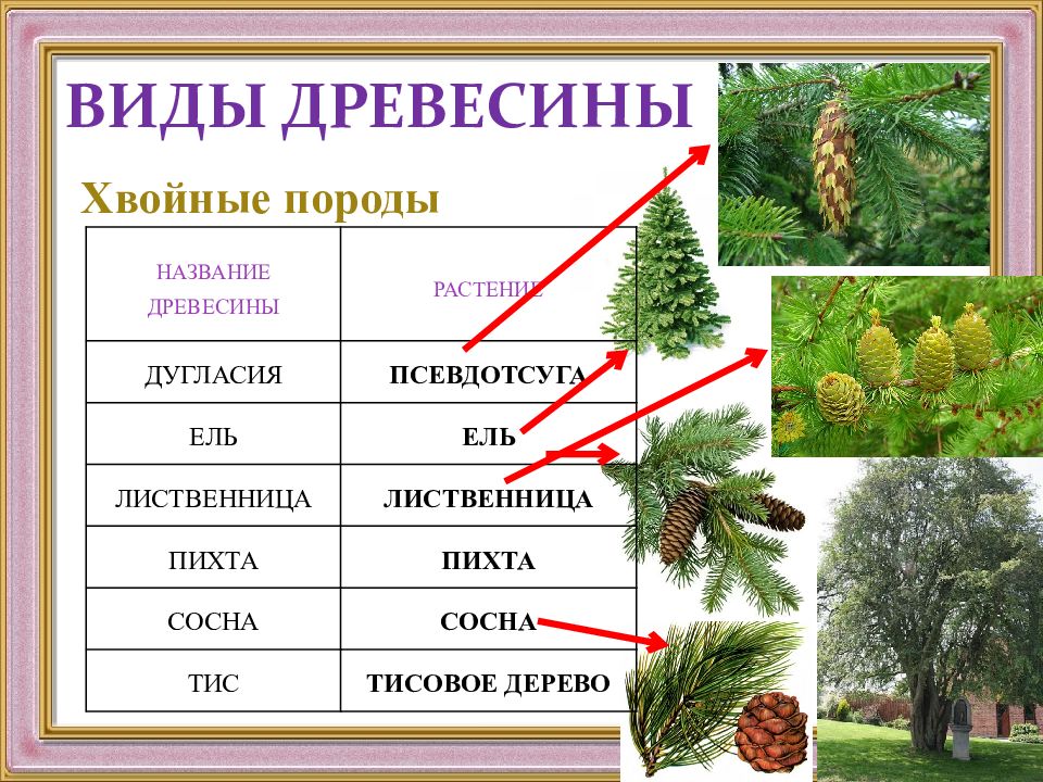 Хвойные деревья названия с картинками 1 класса