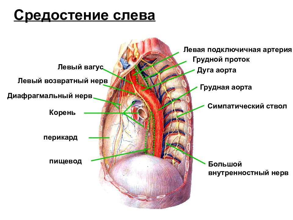 Средостение топографическая анатомия презентация