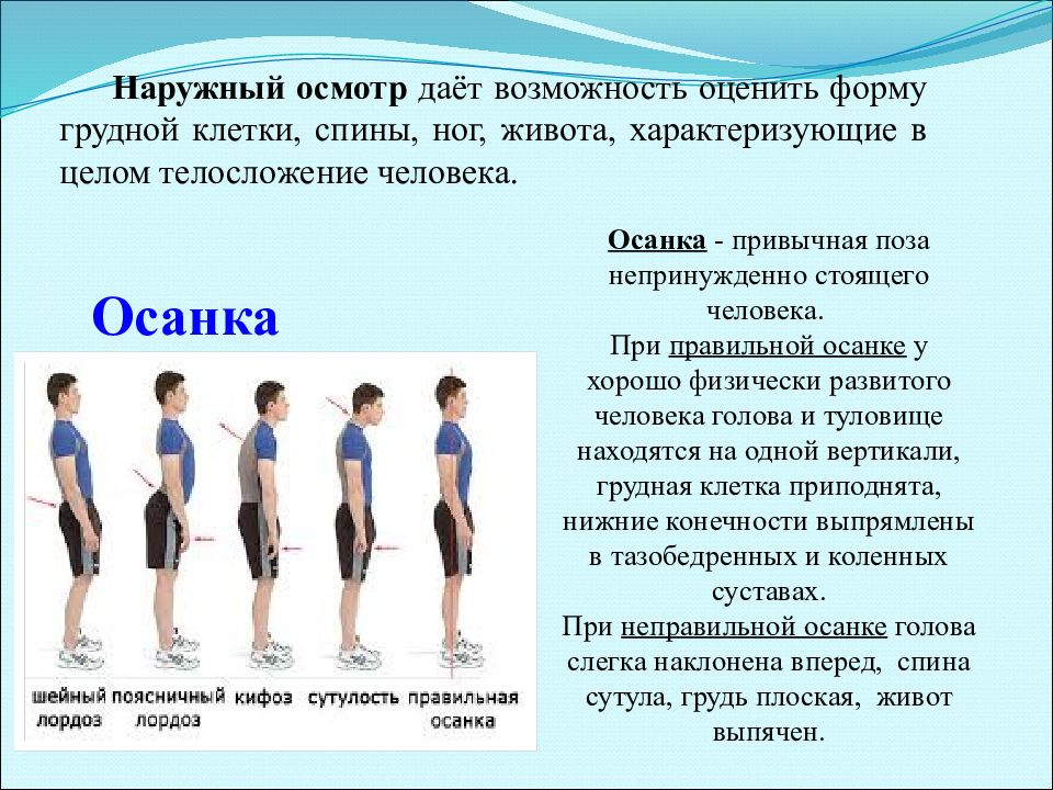 Особенности физического развития и телосложения у представителей различных видов спорта презентация