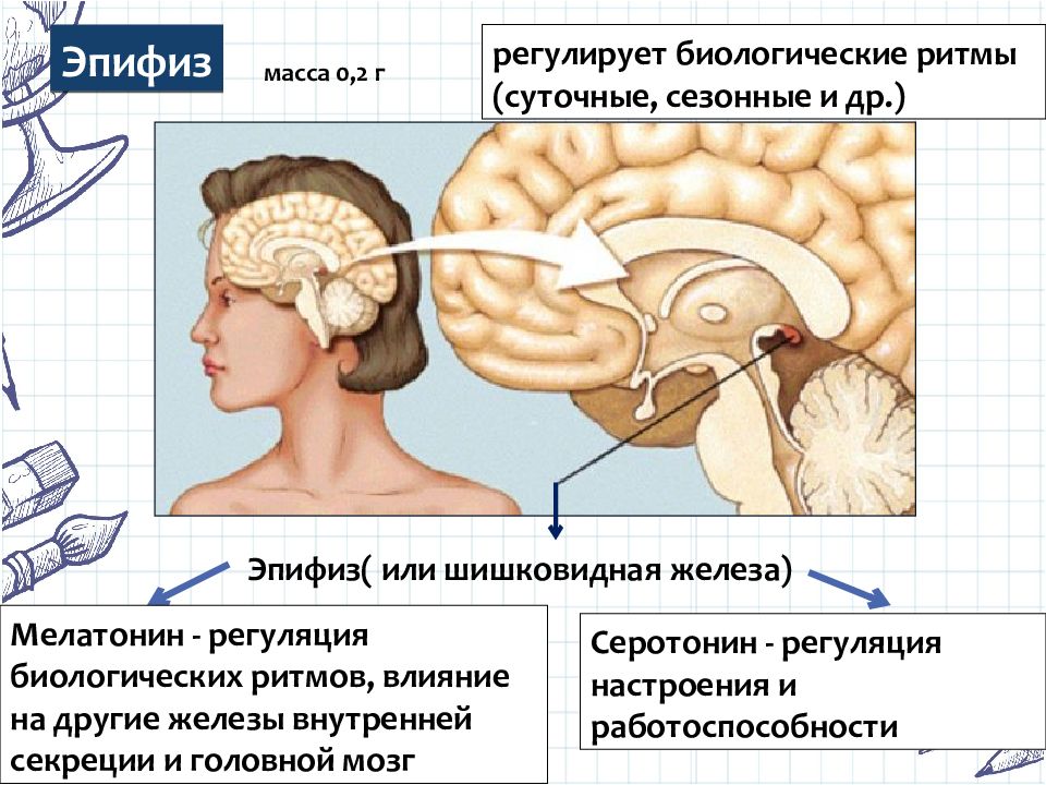 Шишковидная железа активированная