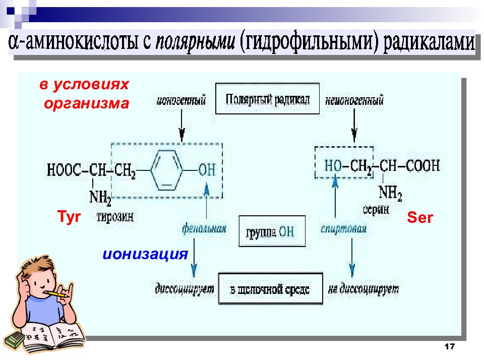 Аминокислоты презентация 10 класс базовый уровень