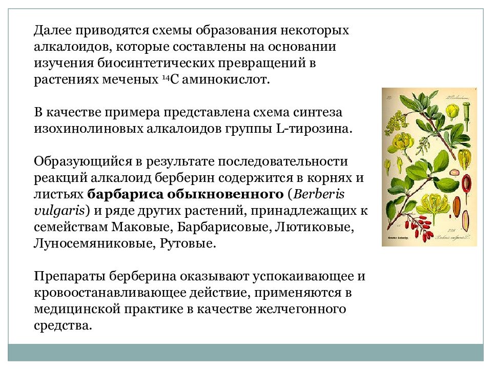 У растений продукты обмена веществ накапливаются в. Вторичный метаболизм растений. Вторичные метаболиты растений. Продукты вторичного метаболизма лекарственных растений:. Алкалоиды в растениях.