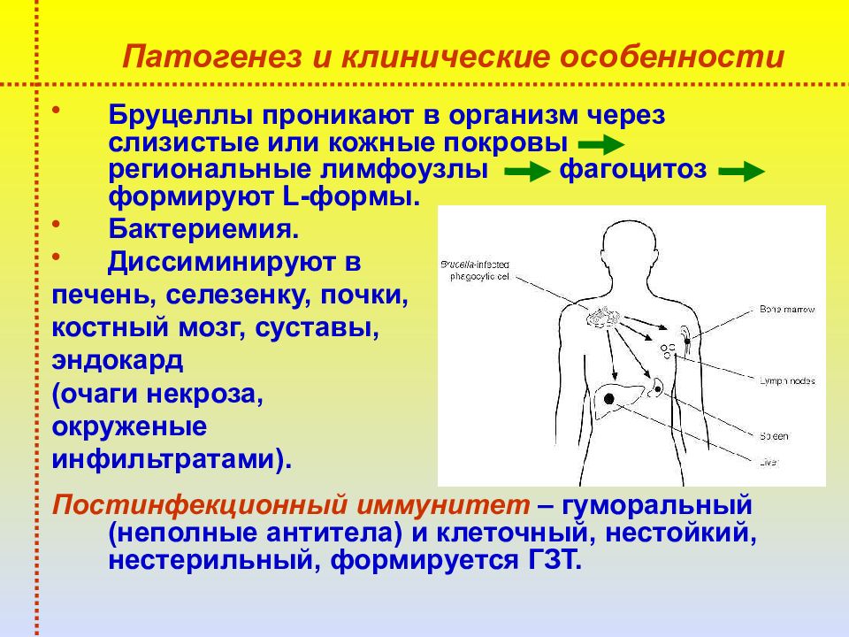 Проникать в организм. Бруцеллы патогенез. Патогенез бруцелл. Нейробруцеллез патогенез. Brucella патогенез.