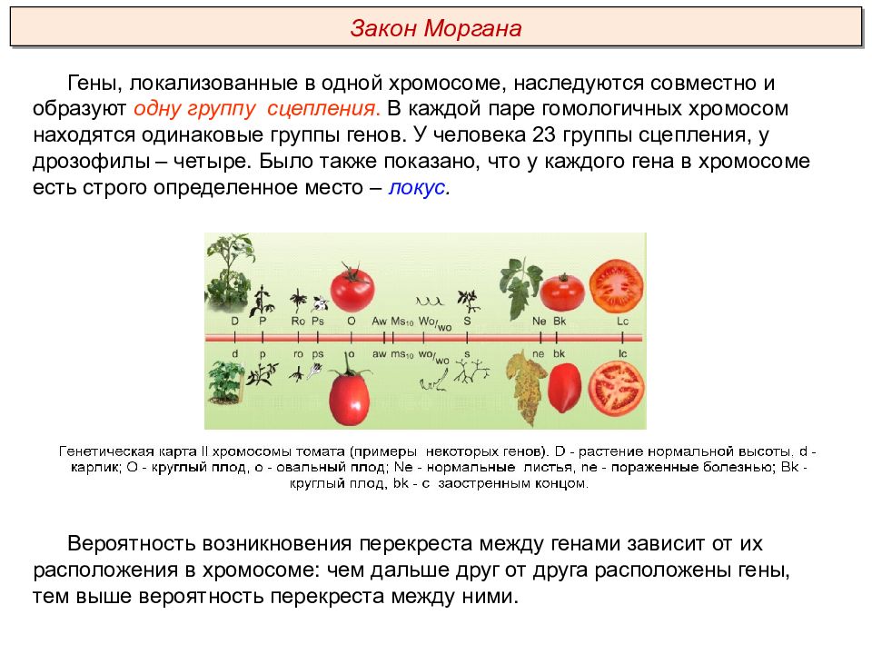 Ген образован. Морган биология сцепленное наследование. Закон Моргана о сцепленном наследовании. Сцепленное наследование генов закон Моргана. Закон сцепления наследования признаков.