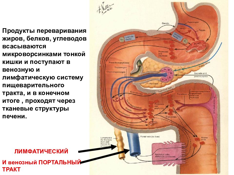 Белок в желудке. В желудке белки расщепляются до. Переваривание белков в желудке. Белки в ЖКТ расщепляются до. Переваривпние белка в желудке.