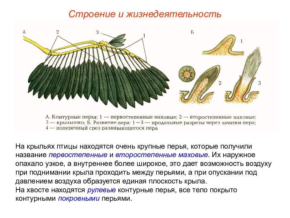 Описание крыльев. Маховые и покровные перья. Контурное маховое перо строение. Первостепенные маховые перья. Маховые Крылья птиц.