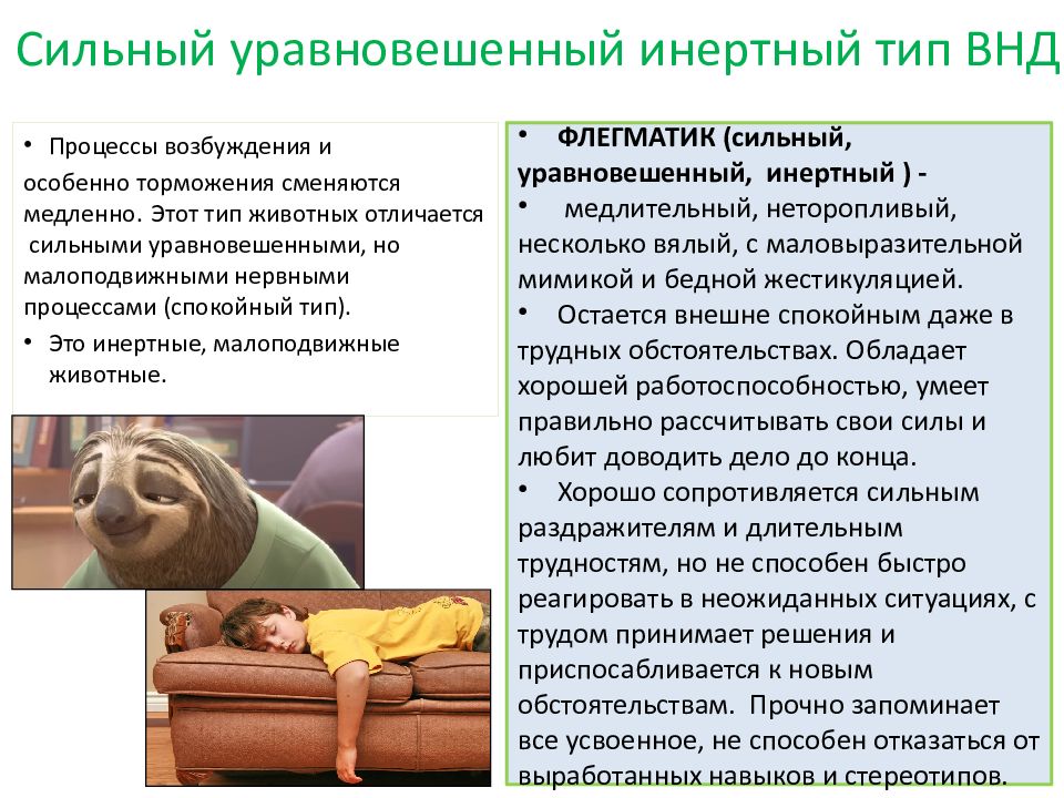 Сильный уравновешенный инертный тип высшей нервной деятельности