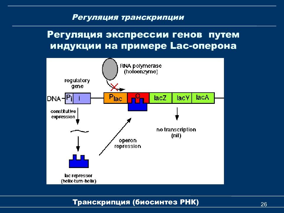 Схема регуляции биосинтеза белка по типу индукции и по типу репрессии