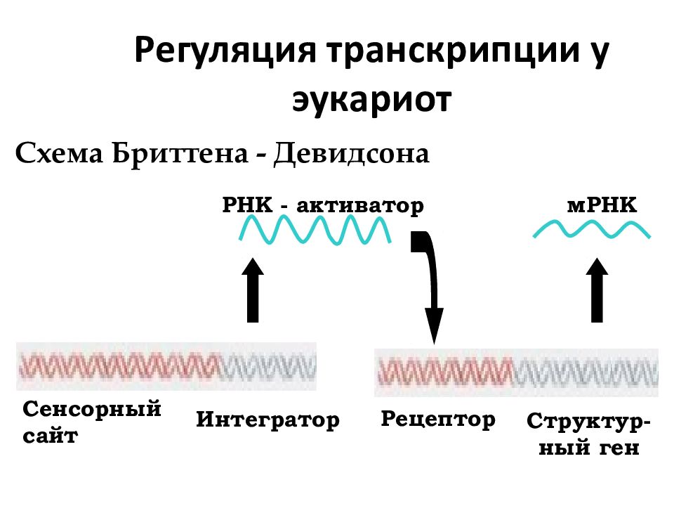 Регуляция активности генов у эукариот