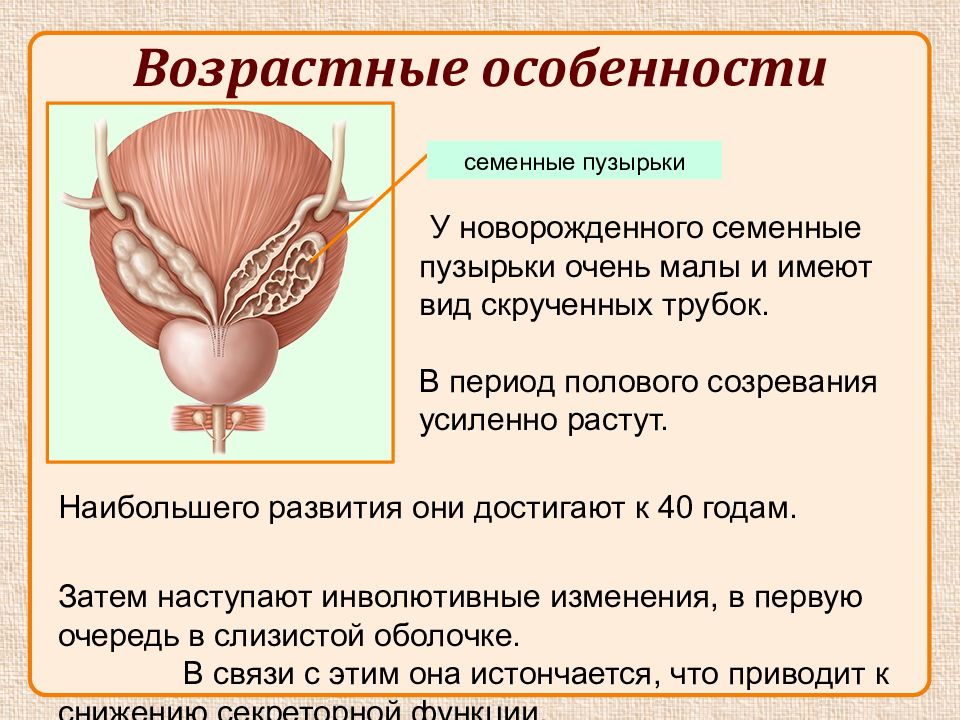 Презентация про половые органы