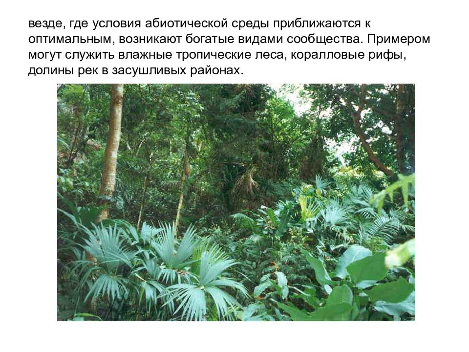 Тропический лес текст. Тропический лес растения. Влажные тропические леса растения. Растения которые растут в тропическом лесу. Тропический лес доклад.