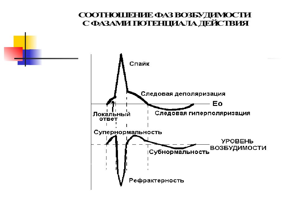 Степенью возбудимости. Соотношение фаз возбудимости с фазами потенциала действия. Физиология возбудимых тканей нормальная физиология. Медицинские аспекты физиологии возбудимых тканей. Следовая деполяризация.