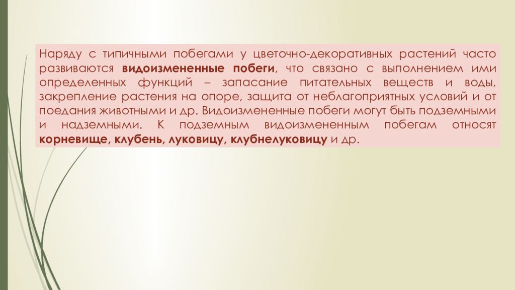 История комнатного цветоводства презентация