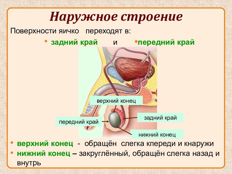 Презентация на тему мужская половая система