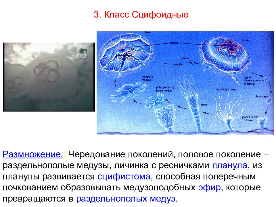 Признаки кишечнополостных. Сцифоидные планула. Сцифоидные медузы планула. Планула кишечнополостных. Образование колоний у кишечнополостных.