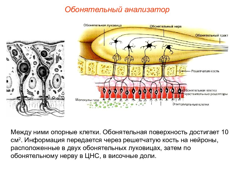 Обонятельный анализатор картинки