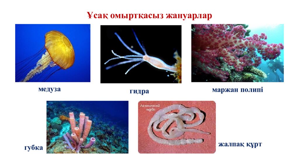 Ұсақ омыртқасыз жануарлар