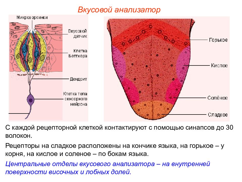 Вкусовой и обонятельный анализаторы презентация 8 класс