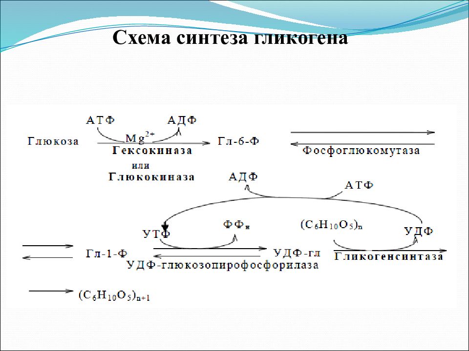 Атф глюкоза адф. Составьте схему синтеза гликогена. Уравнения реакций синтеза гликогена. Синтез гликогена из Глюкозы (гликогеногенез). Схема синтеза гликогена из Глюкозы.